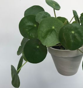 Rubber Plant & Lime Green Pothos - Cybill & Jones